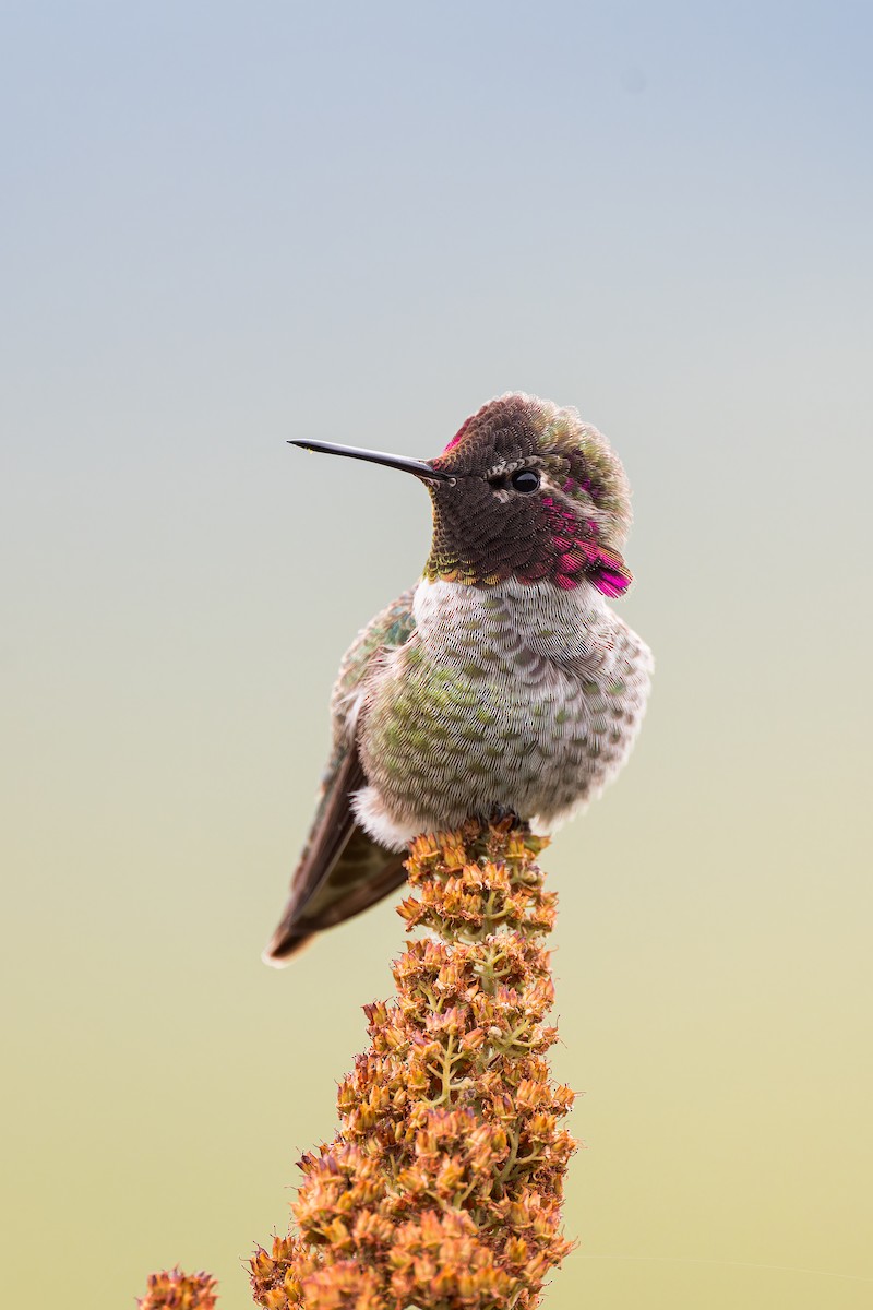 Anna's Hummingbird - ML610035302