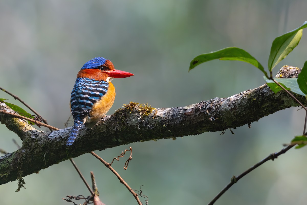 Banded Kingfisher (Banded) - ML610035441