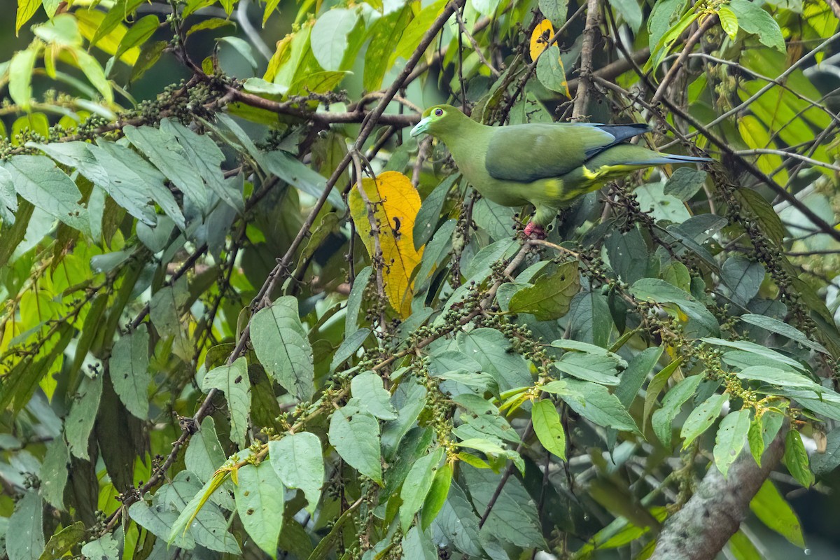 Sumatra Yeşil Güvercini - ML610035484