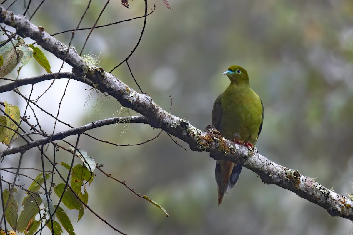 Sumatran Green-Pigeon - ML610035489