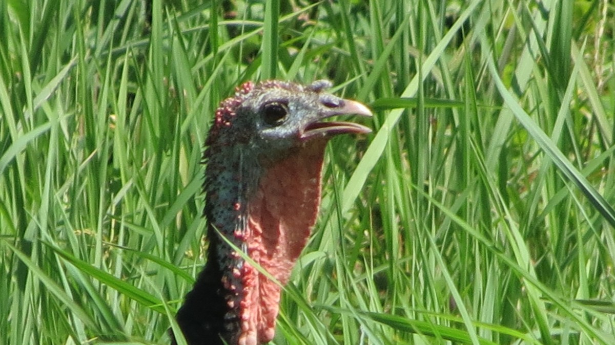 Wild Turkey (Domestic type) - ML610035512