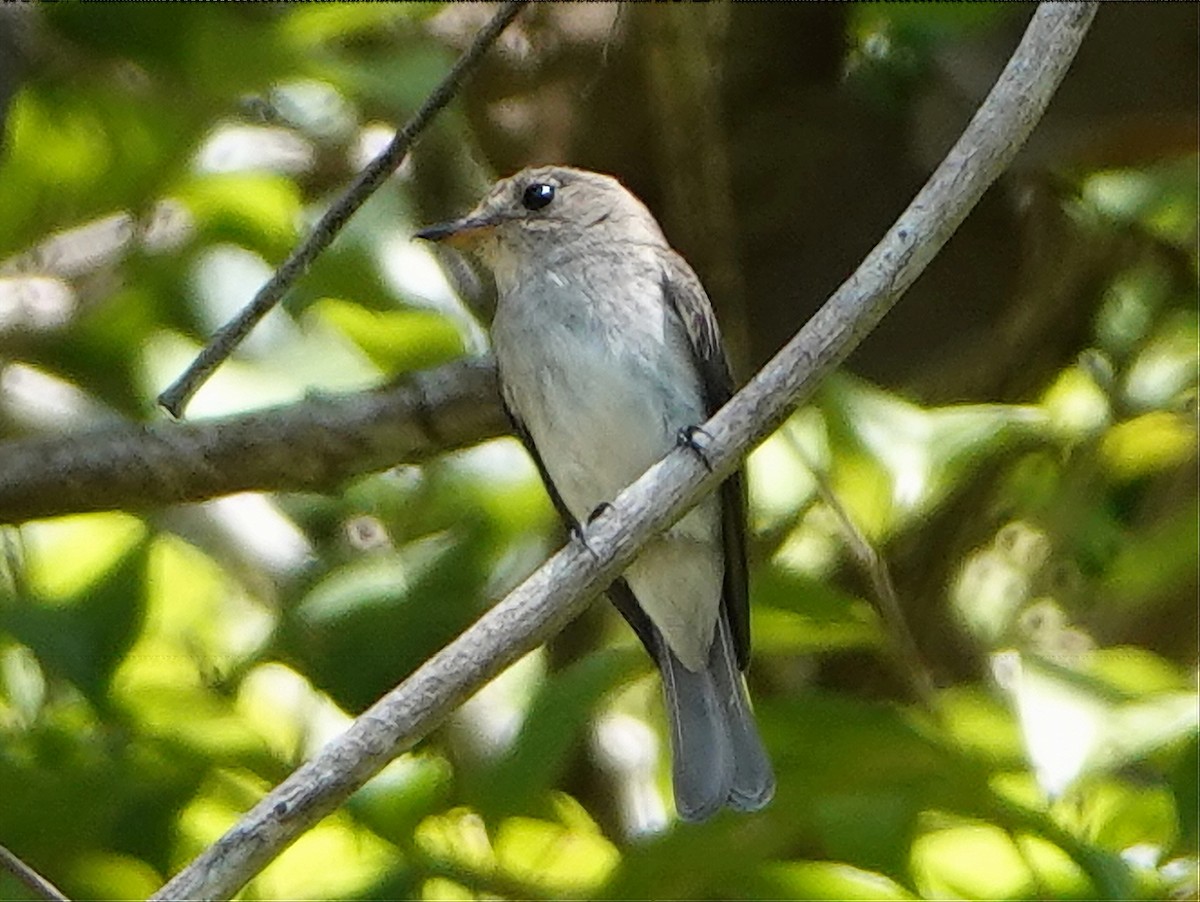 Sumba Brown Flycatcher - Barry Reed