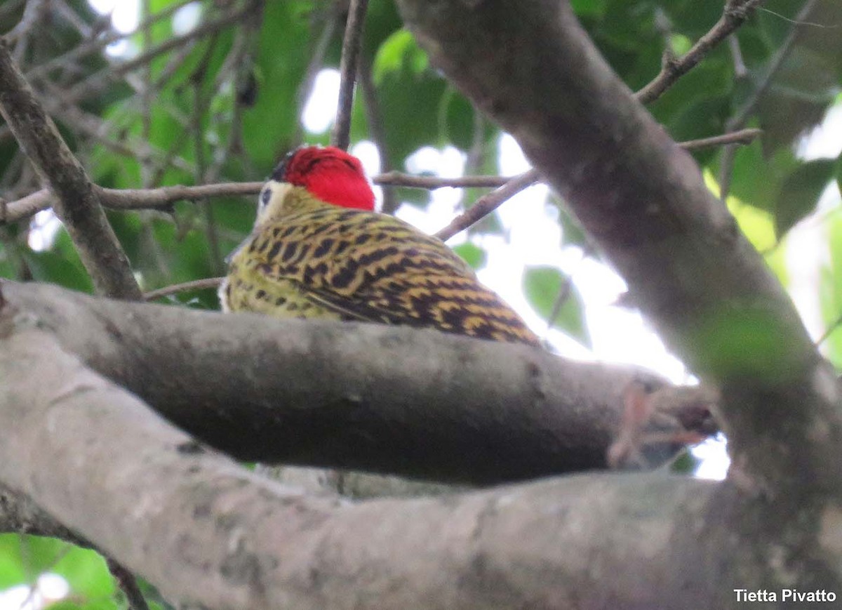Green-barred Woodpecker - ML610035887