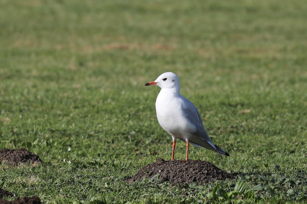 Mouette rieuse - ML610035914