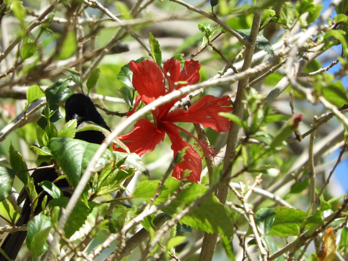 White-lined Tanager - ML610035953