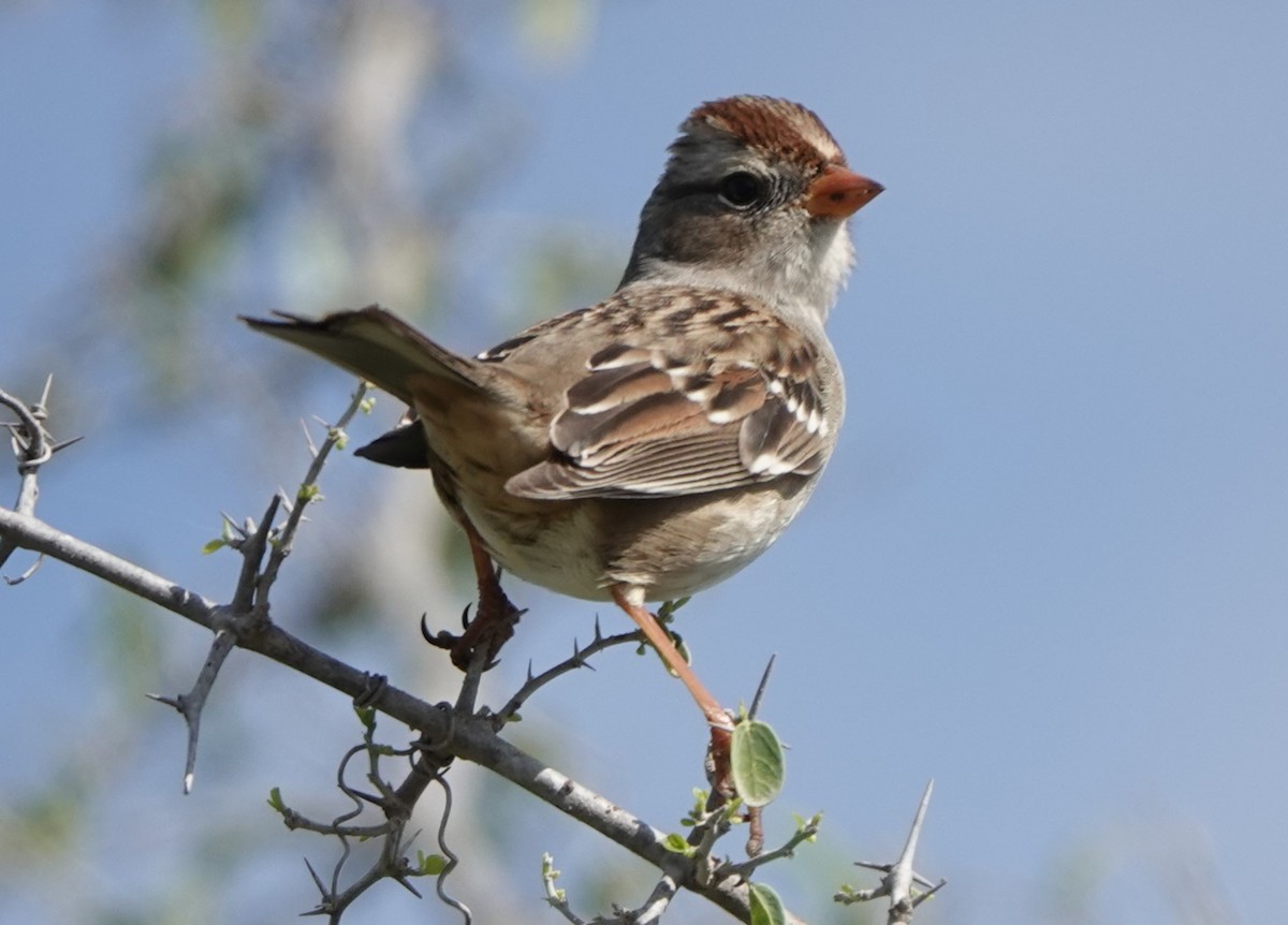White-crowned Sparrow - ML610036225