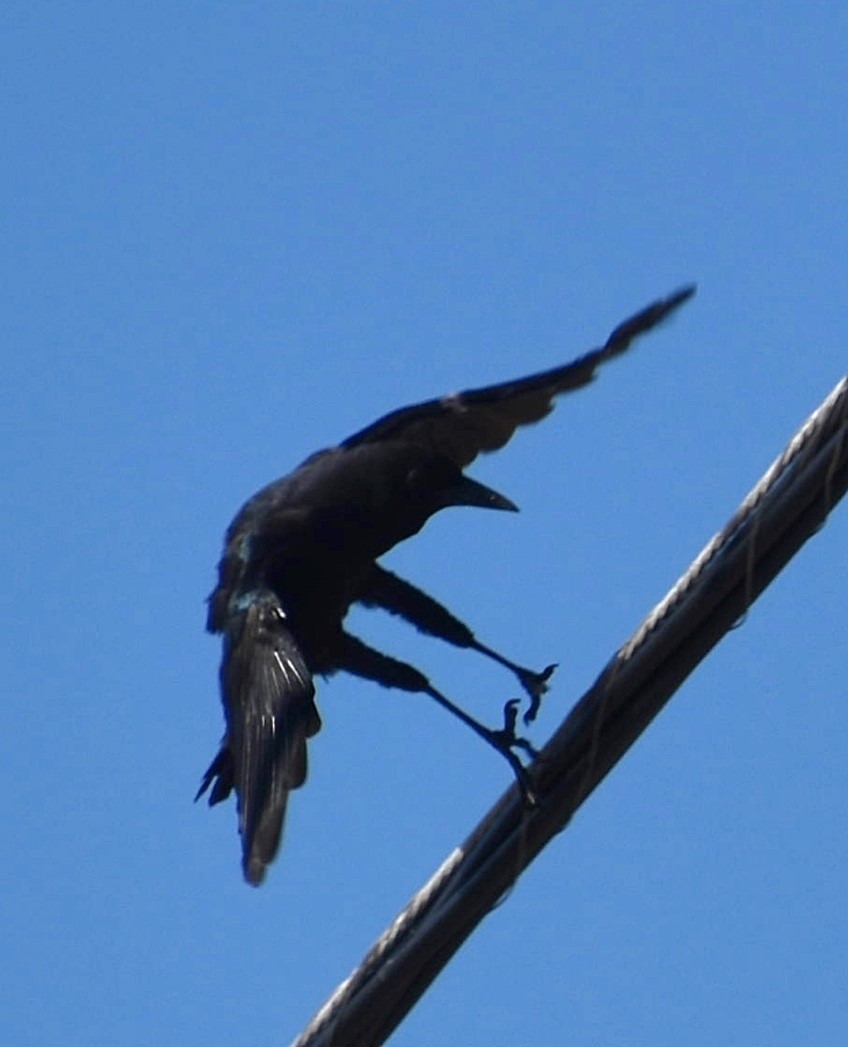 Boat-tailed Grackle - ML610036237