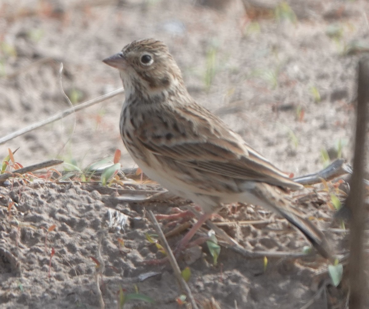 Vesper Sparrow - Bert Wessling