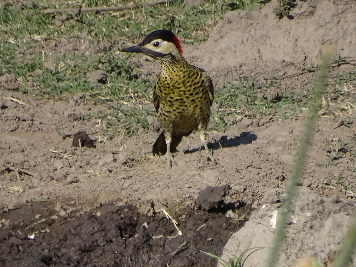 Green-barred Woodpecker - ML610036626