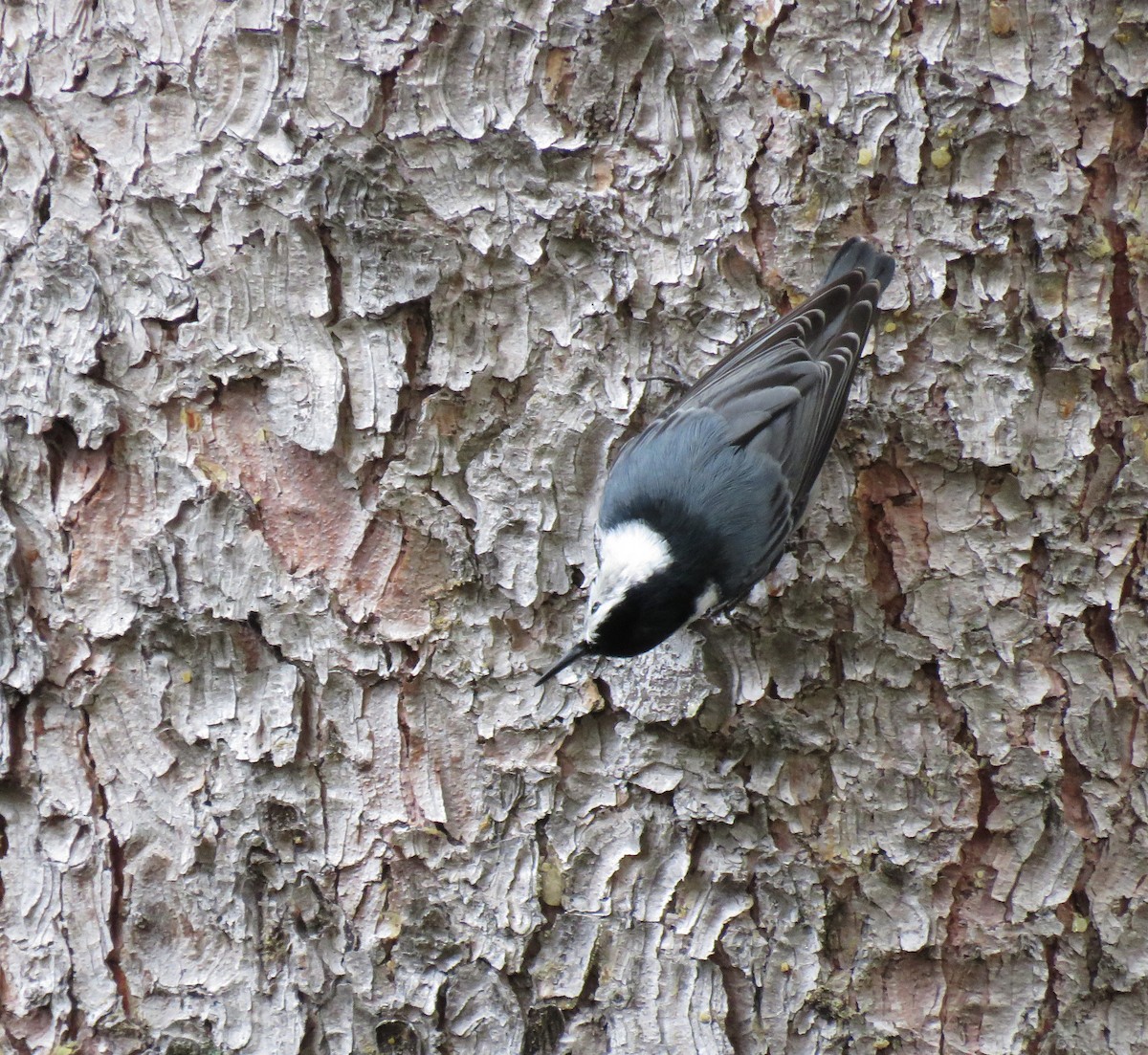 White-breasted Nuthatch - Michael Morris