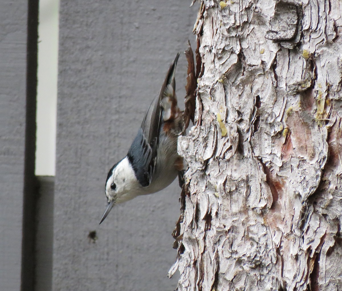 White-breasted Nuthatch - ML610036668