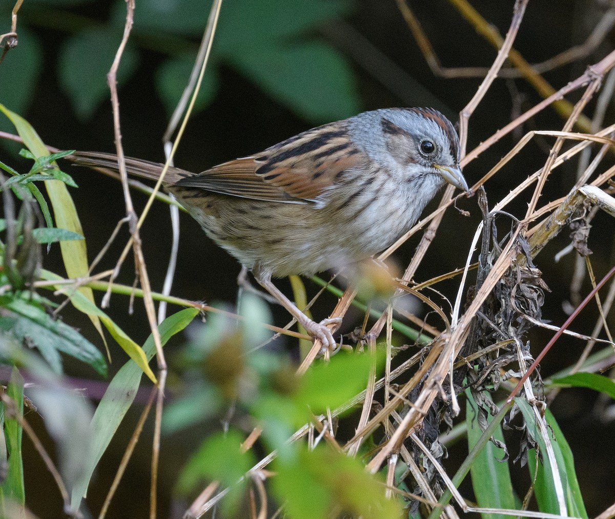 Swamp Sparrow - ML610036762