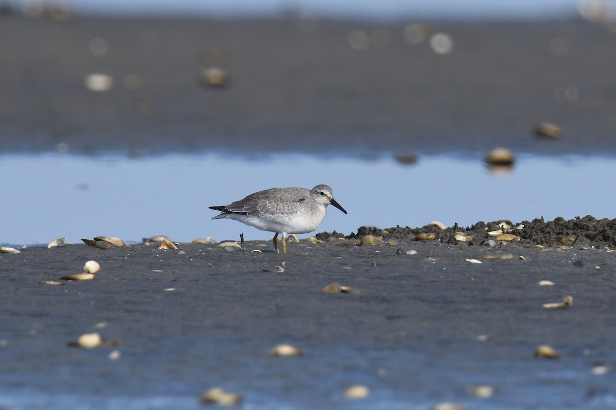Red Knot - ML610036821