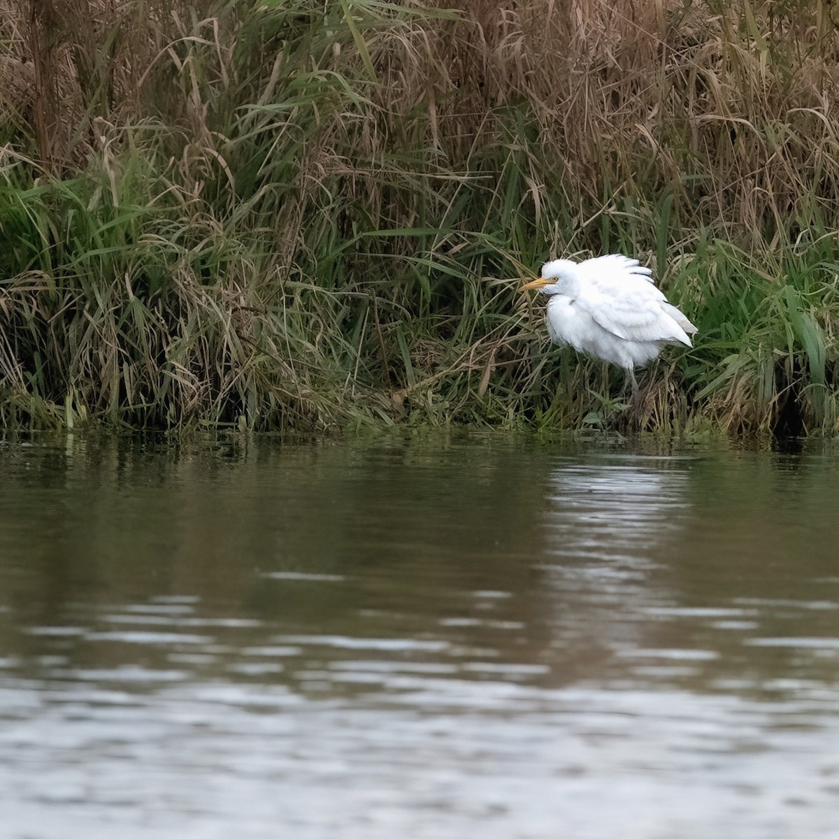 eBird Checklist 16 Oct 2023 BaieduFebvre (station d'épuration