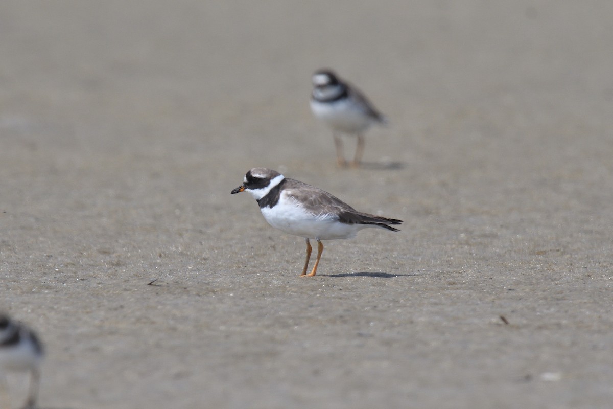 Common Ringed Plover - ML610037009