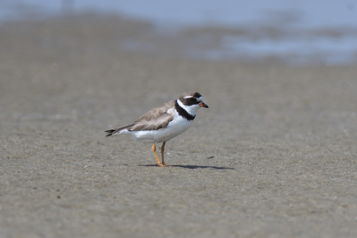 Semipalmated Plover - ML610037036