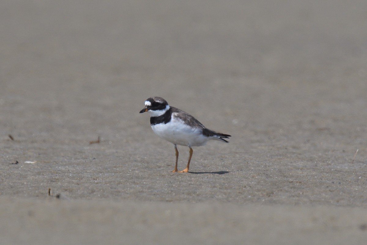 Common Ringed Plover - ML610037083
