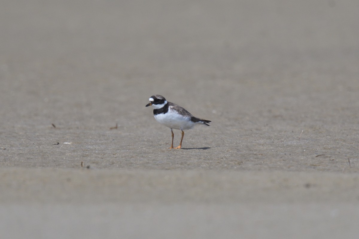 Common Ringed Plover - ML610037084