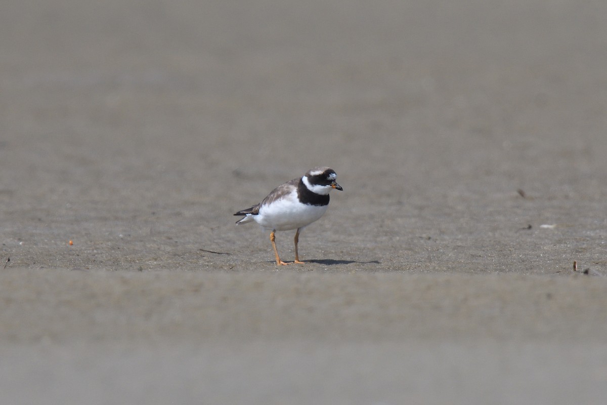 Common Ringed Plover - ML610037085
