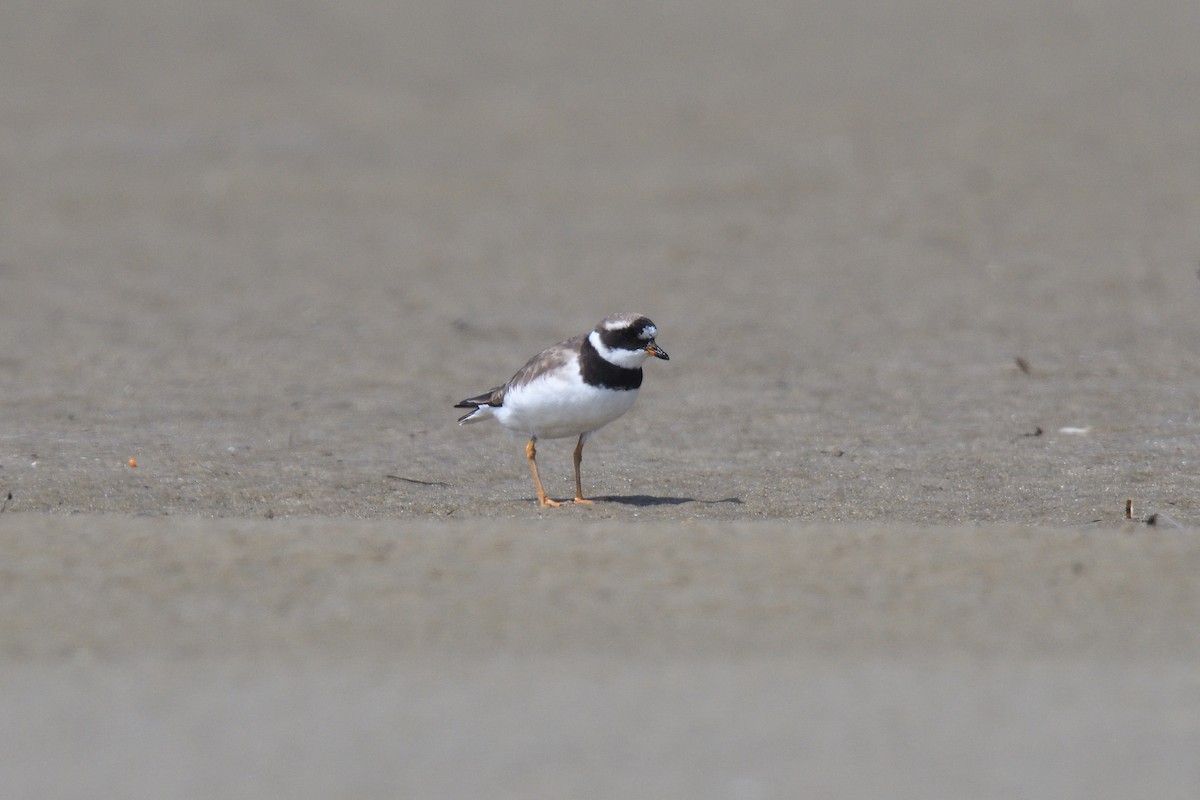 Common Ringed Plover - ML610037086
