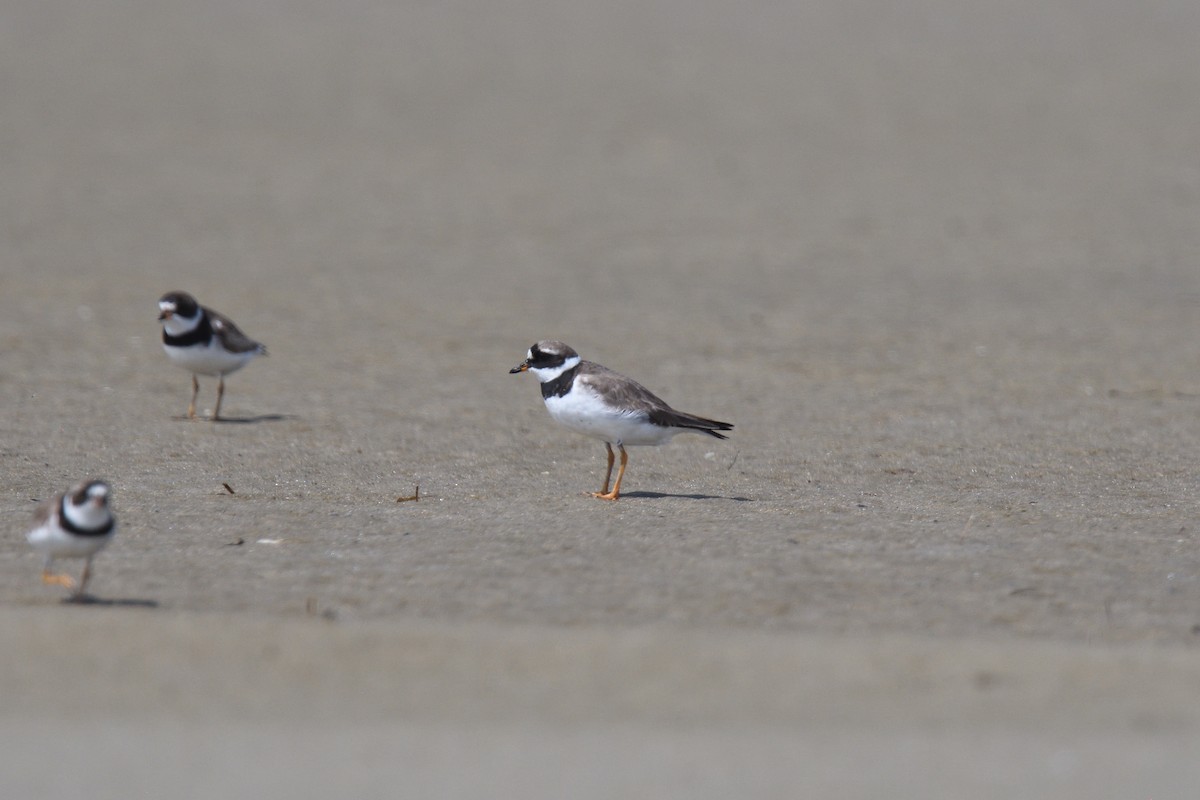 Common Ringed Plover - ML610037087