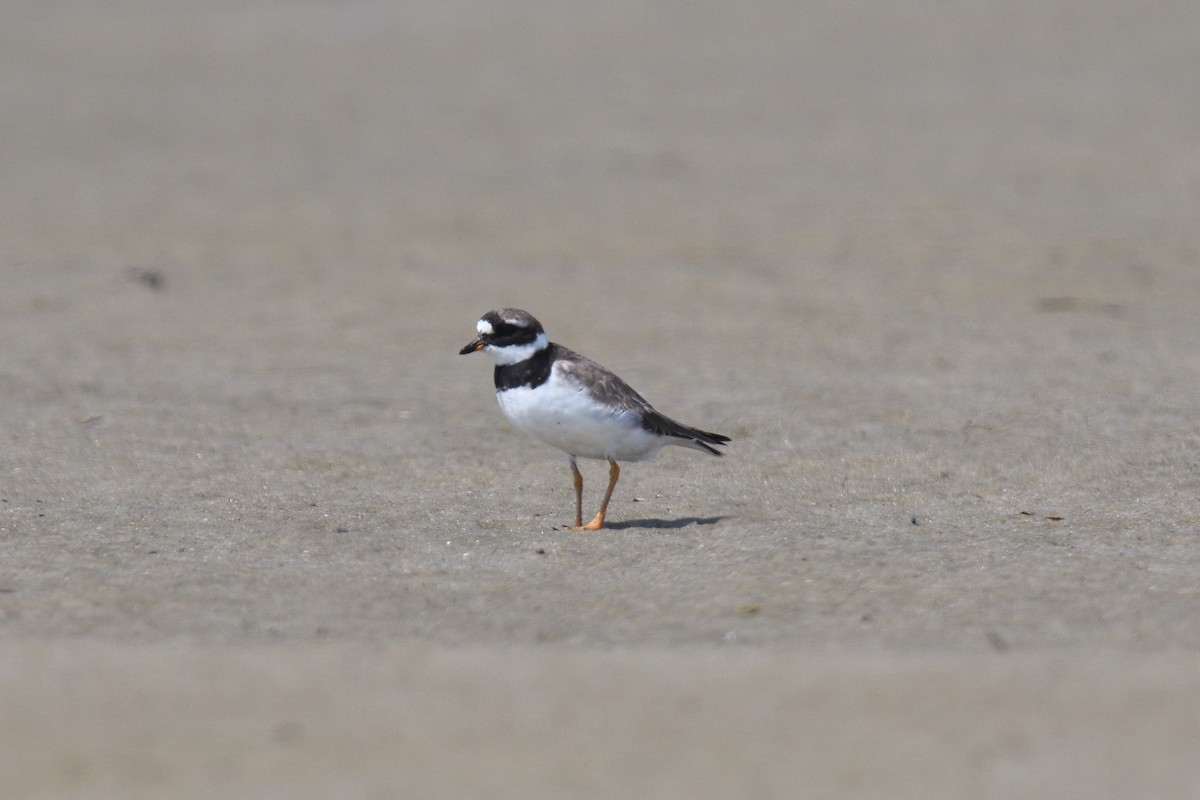 Common Ringed Plover - ML610037088