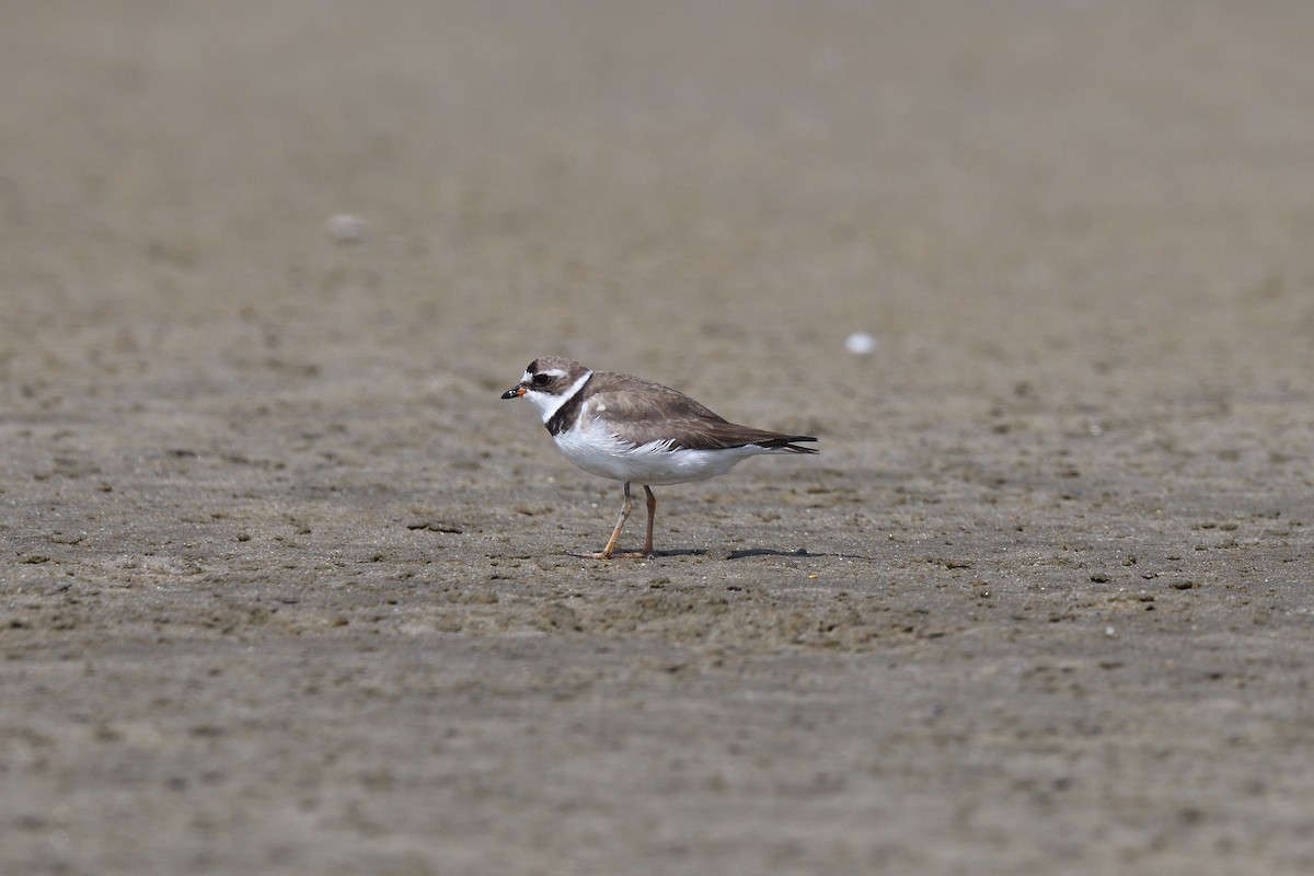 Semipalmated Plover - ML610037137