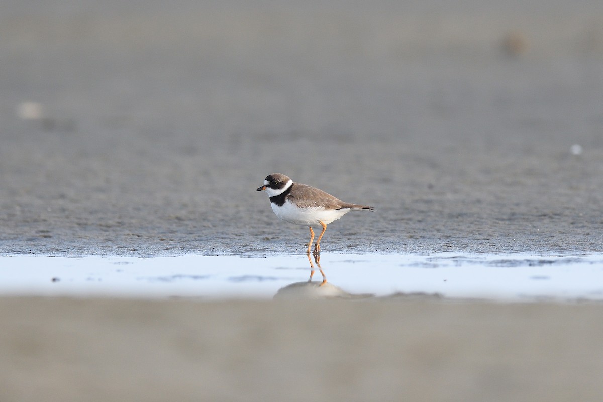 Semipalmated Plover - ML610037138