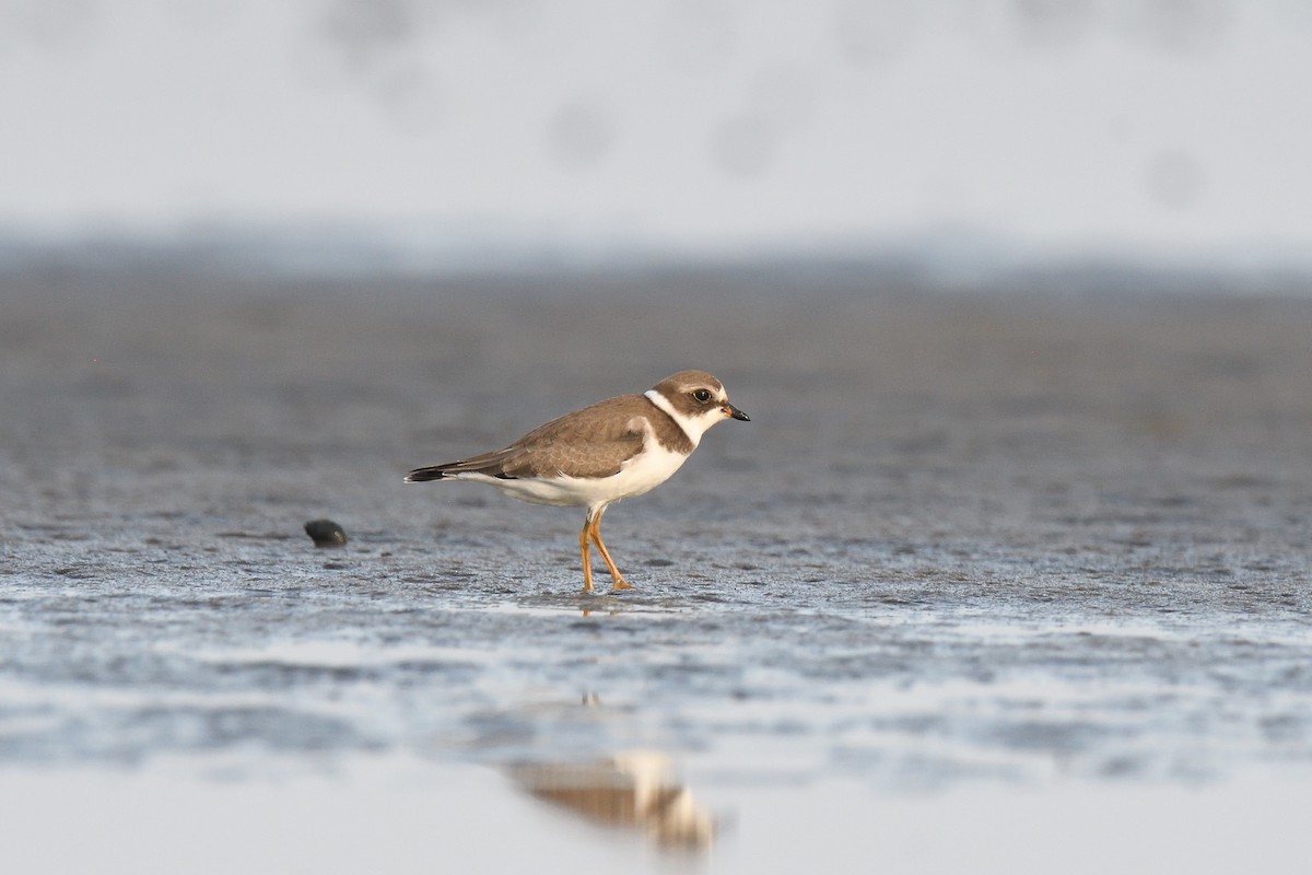 Semipalmated Plover - ML610037139