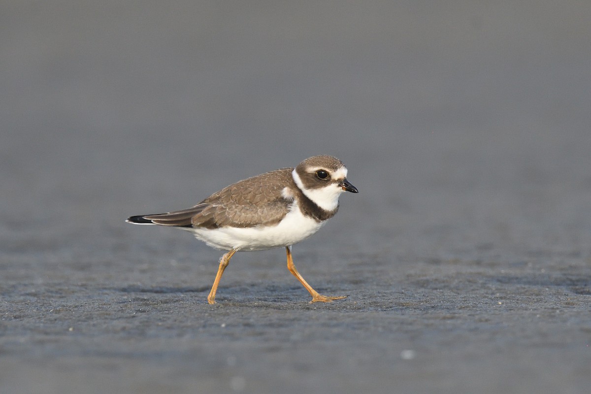 Semipalmated Plover - ML610037145