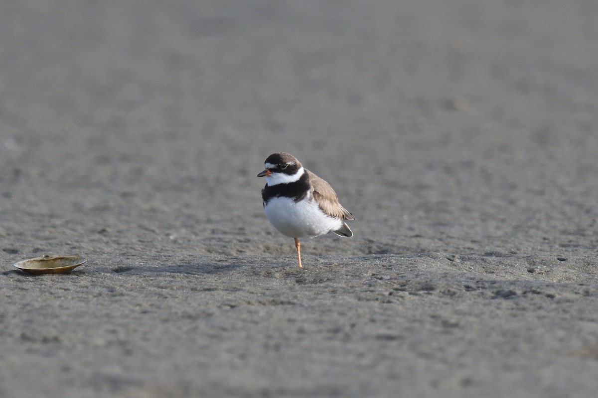 Semipalmated Plover - ML610037146