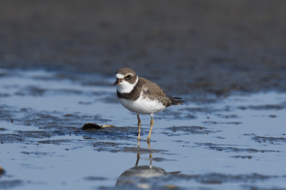 Semipalmated Plover - ML610037148