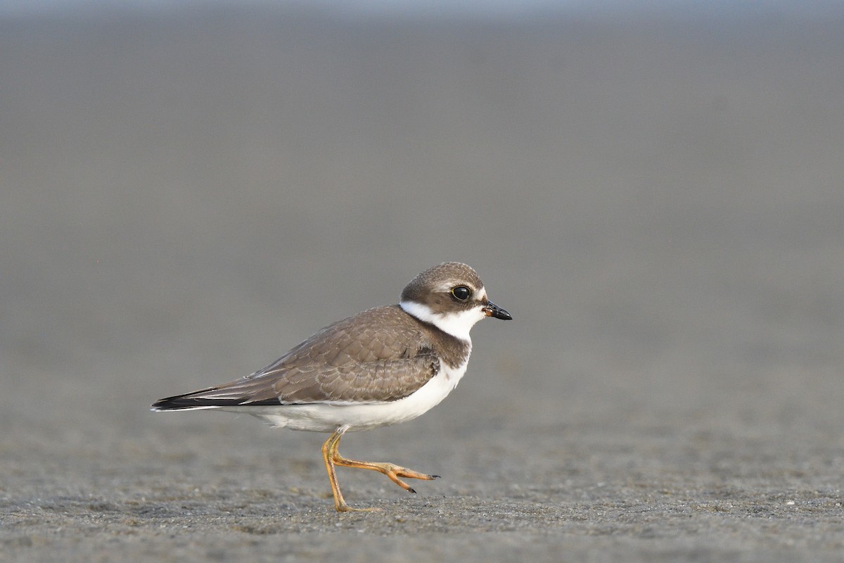 Semipalmated Plover - ML610037149