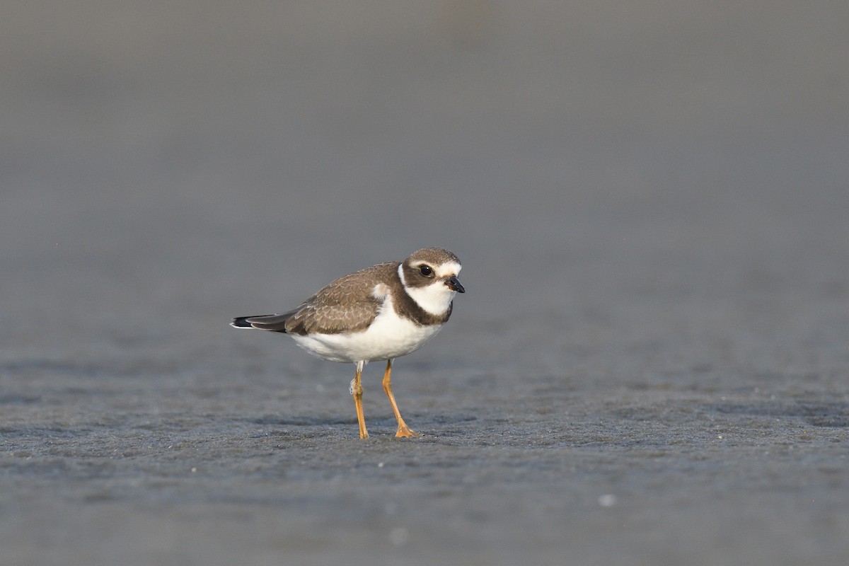 Semipalmated Plover - ML610037150
