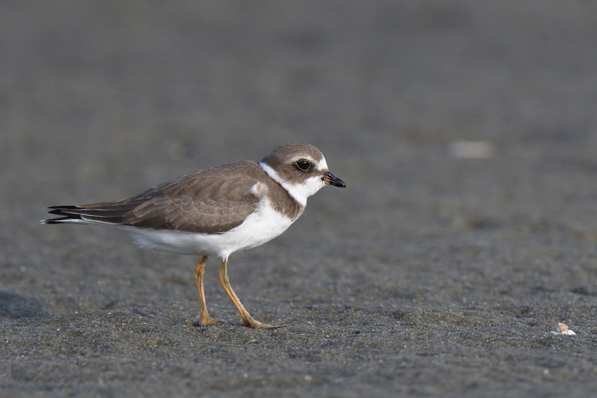 Semipalmated Plover - ML610037151