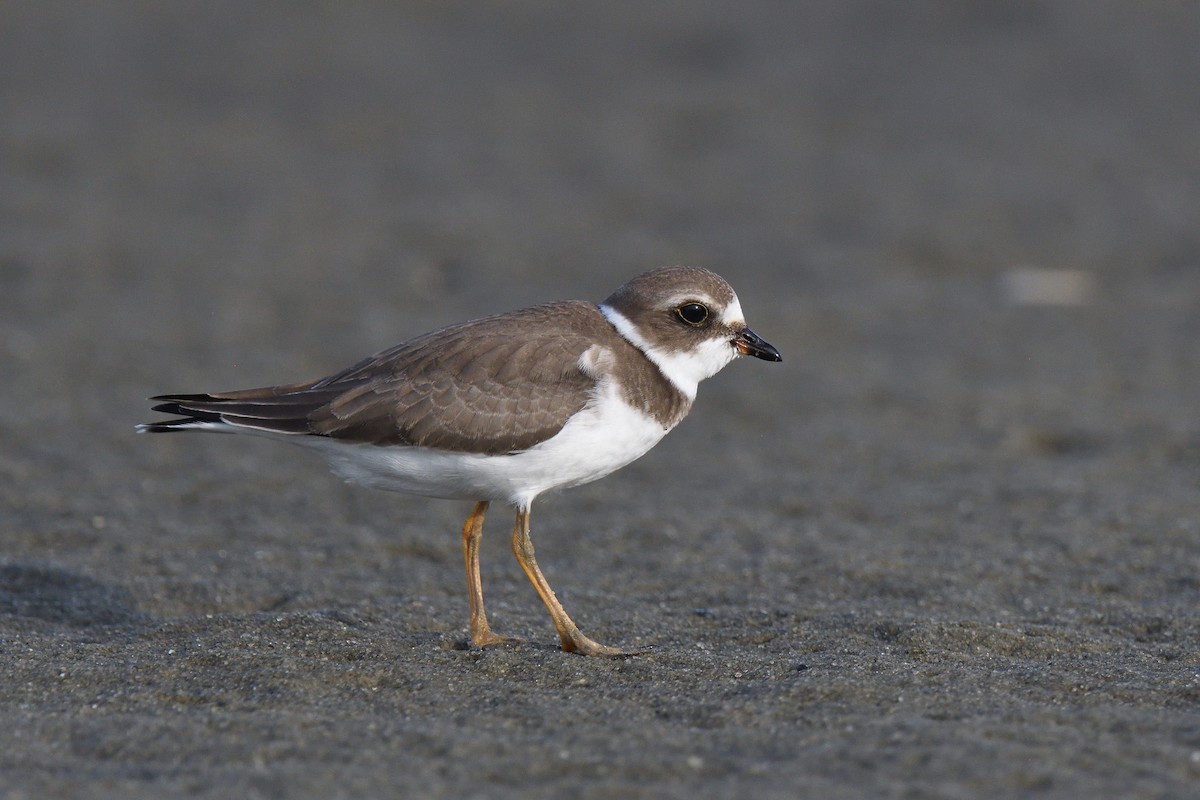 Semipalmated Plover - ML610037152