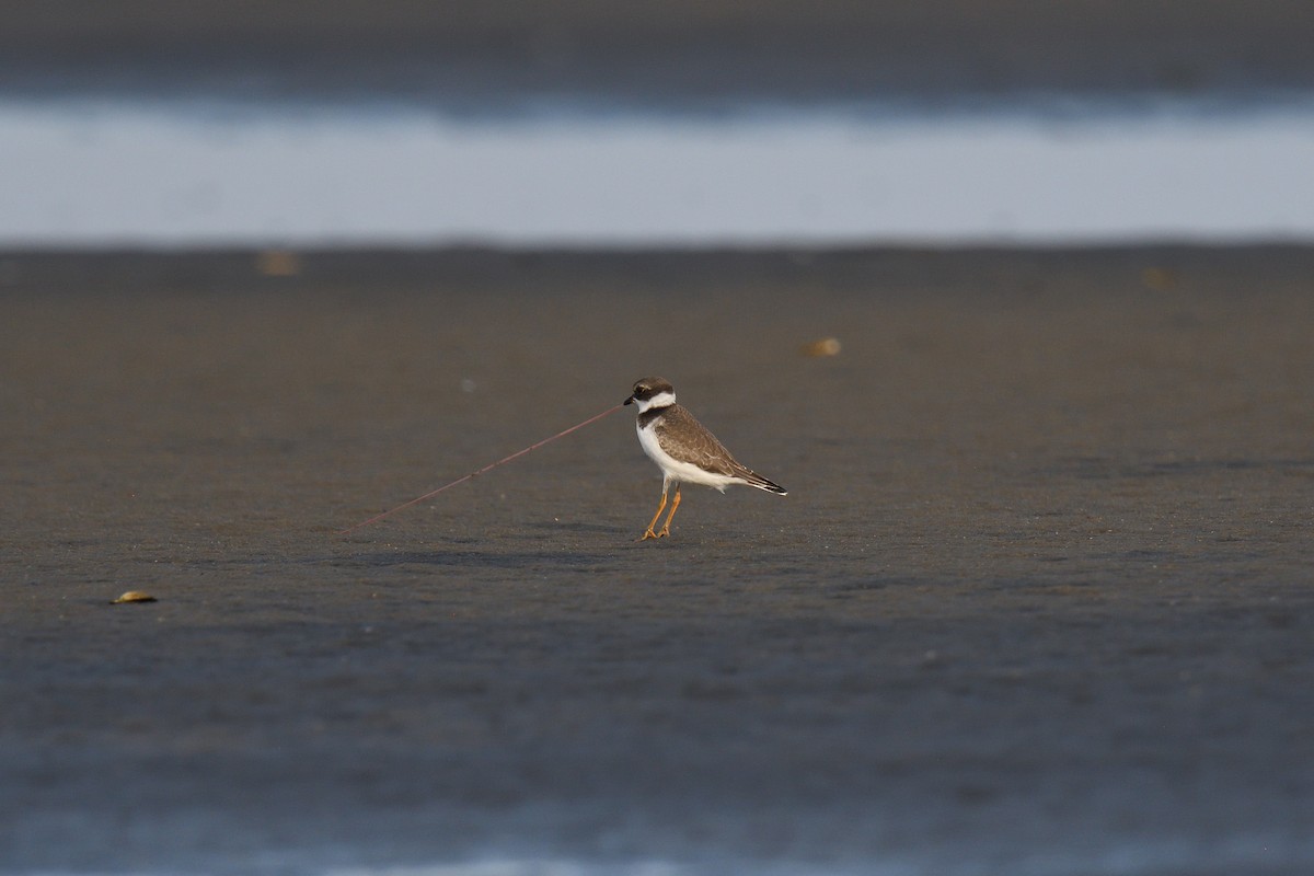 Semipalmated Plover - ML610037153