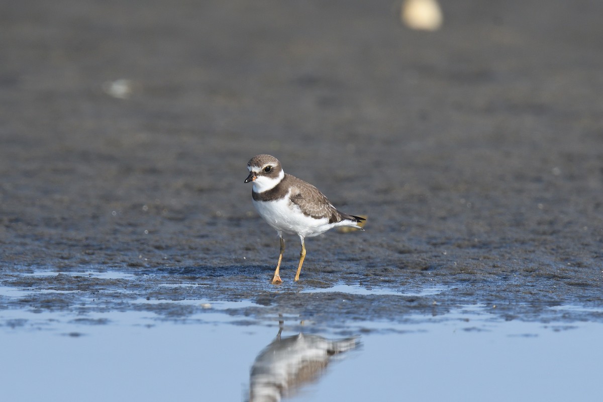 Semipalmated Plover - ML610037154