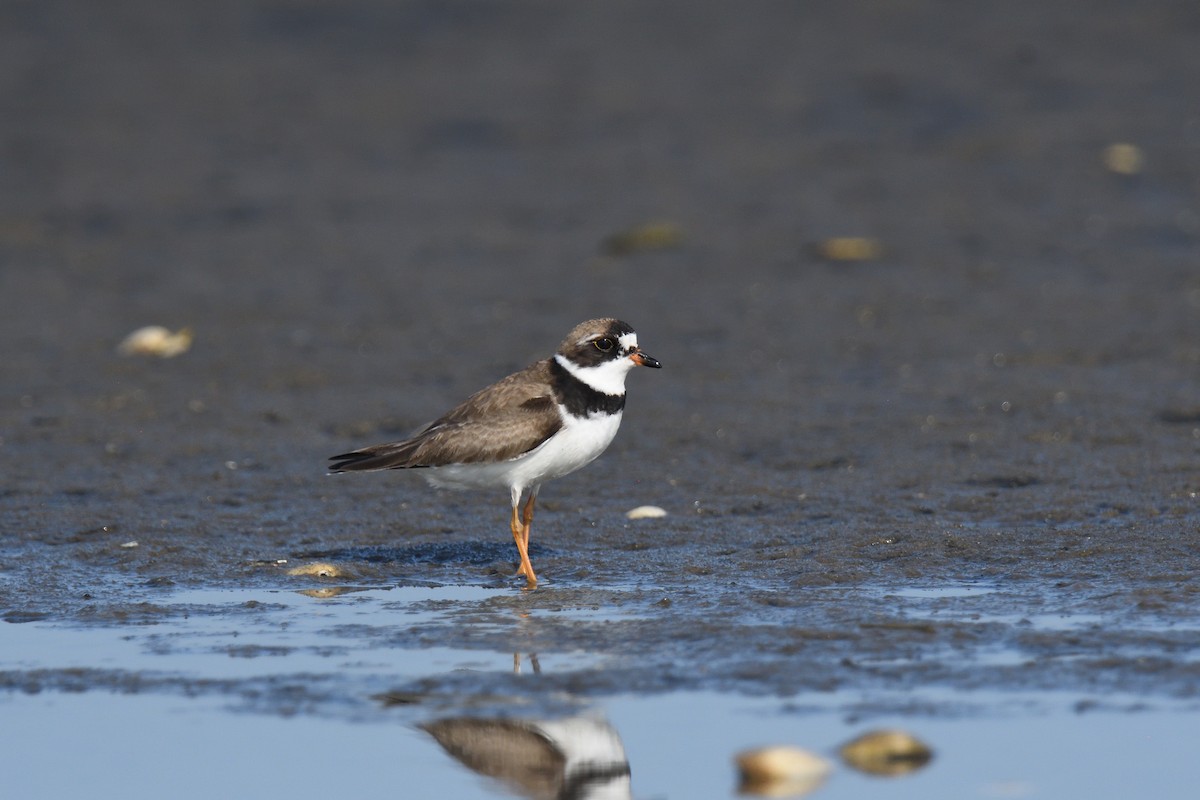 Semipalmated Plover - ML610037155