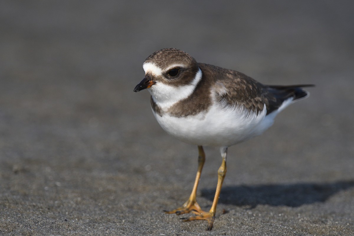 Semipalmated Plover - ML610037160