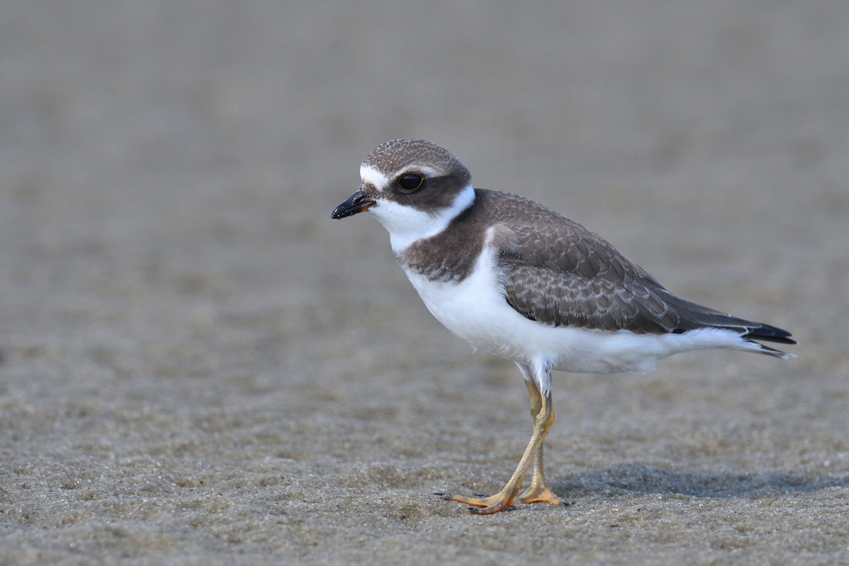 Semipalmated Plover - ML610037162