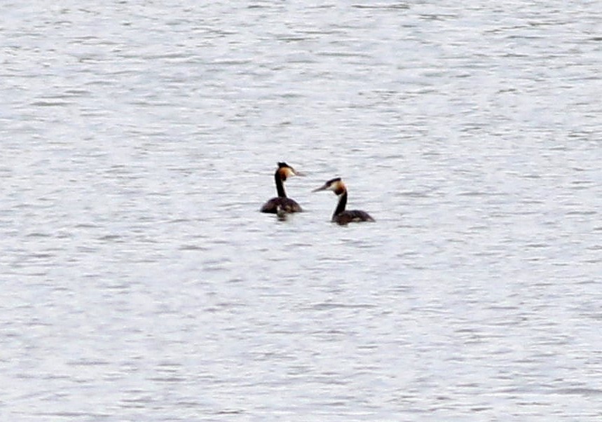 Great Crested Grebe - ML610037479
