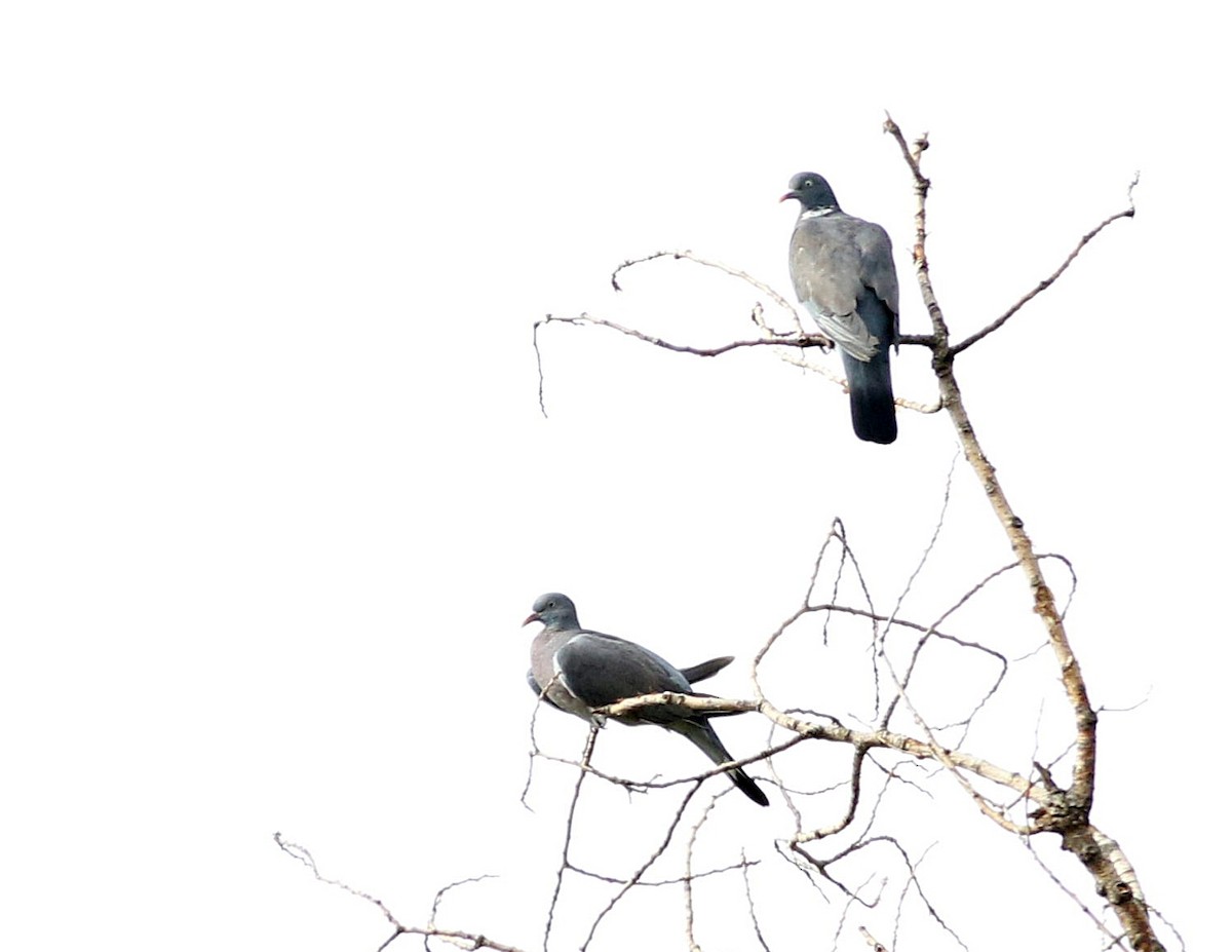 Common Wood-Pigeon - ML610037491