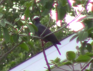 White-crowned Pigeon, ML61003781