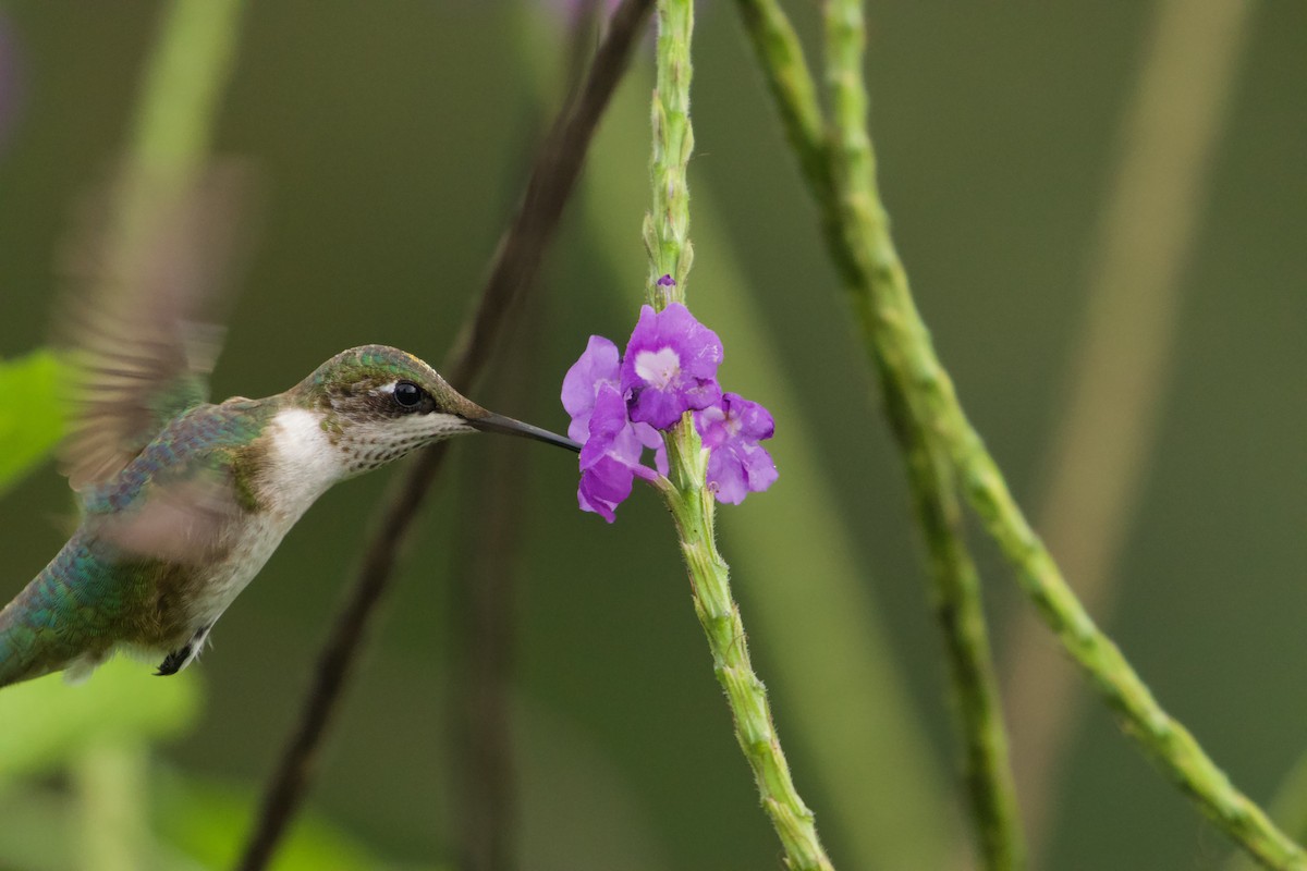 Ruby-throated Hummingbird - John van Dort