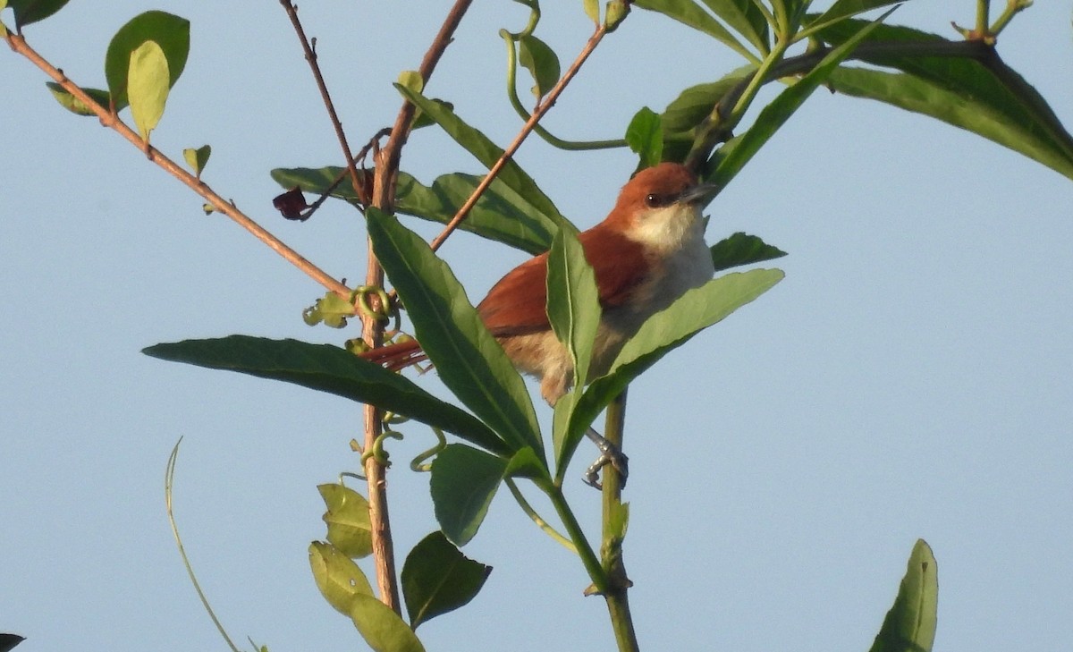 Red-and-white Spinetail - ML610038185