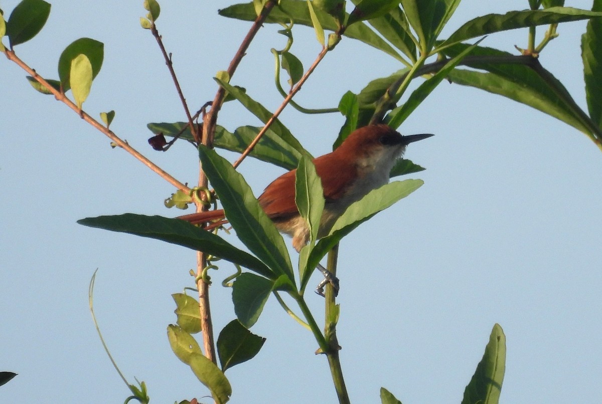 Red-and-white Spinetail - ML610038187