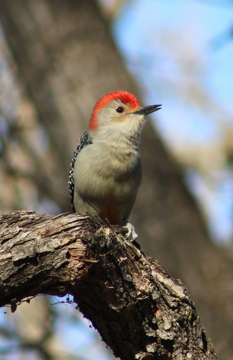 Red-bellied Woodpecker - ML610038202