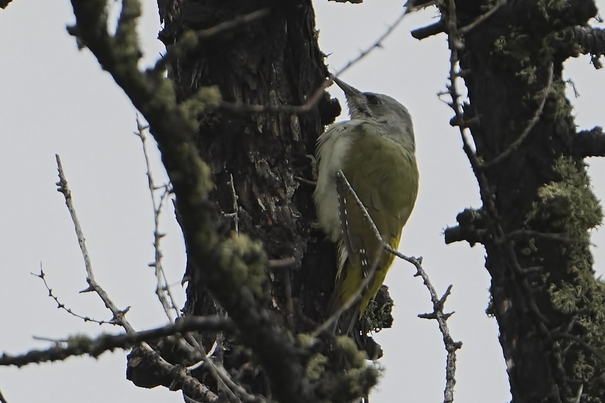 Gray-headed Woodpecker - ML610038293