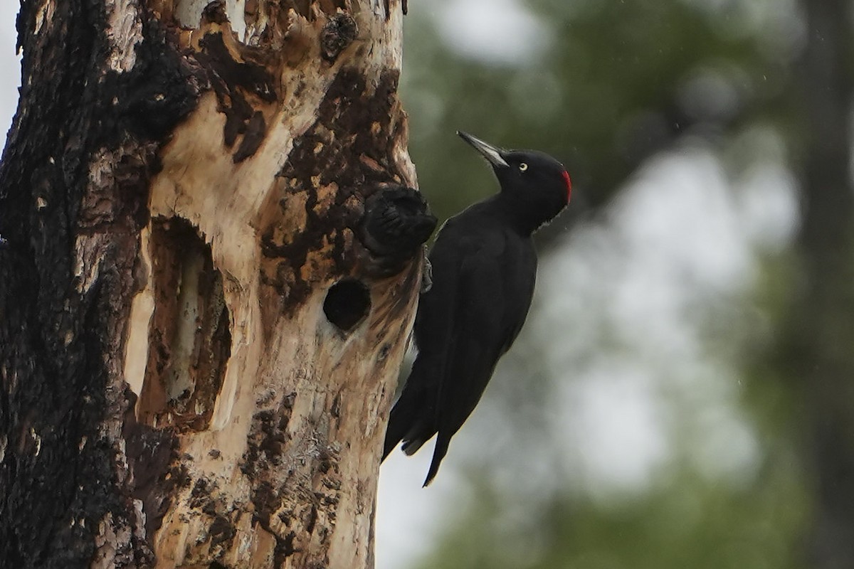 Black Woodpecker - ML610038329
